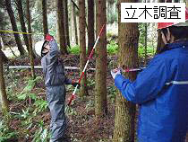 立木調査